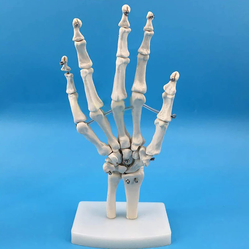 Human Joint Model Hand Foot Joint Bone Model Hingh Quality Pvc Statues Medical Teaching Supplies Art Painting Props