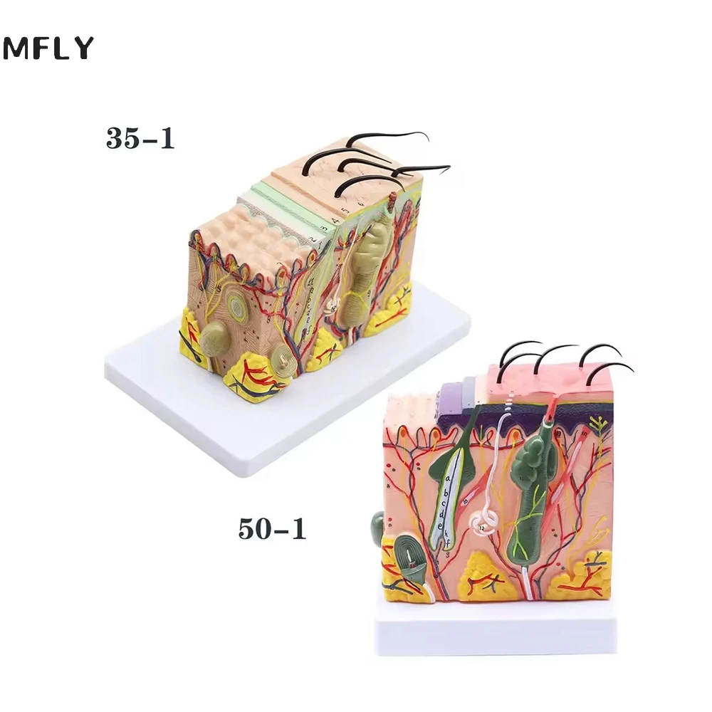 

Увеличительная 35-кратная анатомическая текстура кожи человека, модель для рассечения подложанных тканей, анатомия для биологии, медицинские учебные пособия, поставка