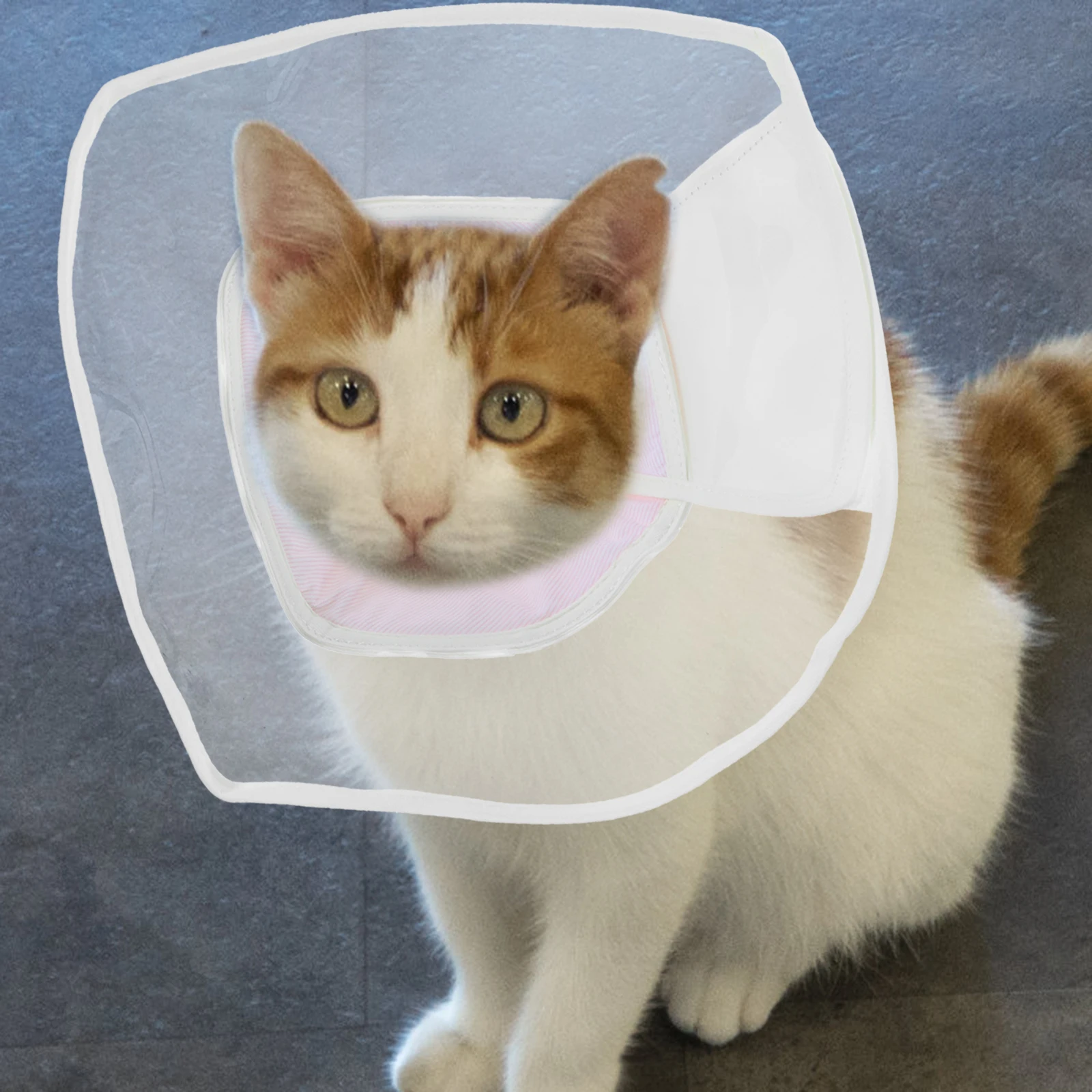 

Pet Postoperative Collar Cat Neck Cone Breathable Durable Anti-Bite Easy to Put on and Off Surgical Recovery Gift