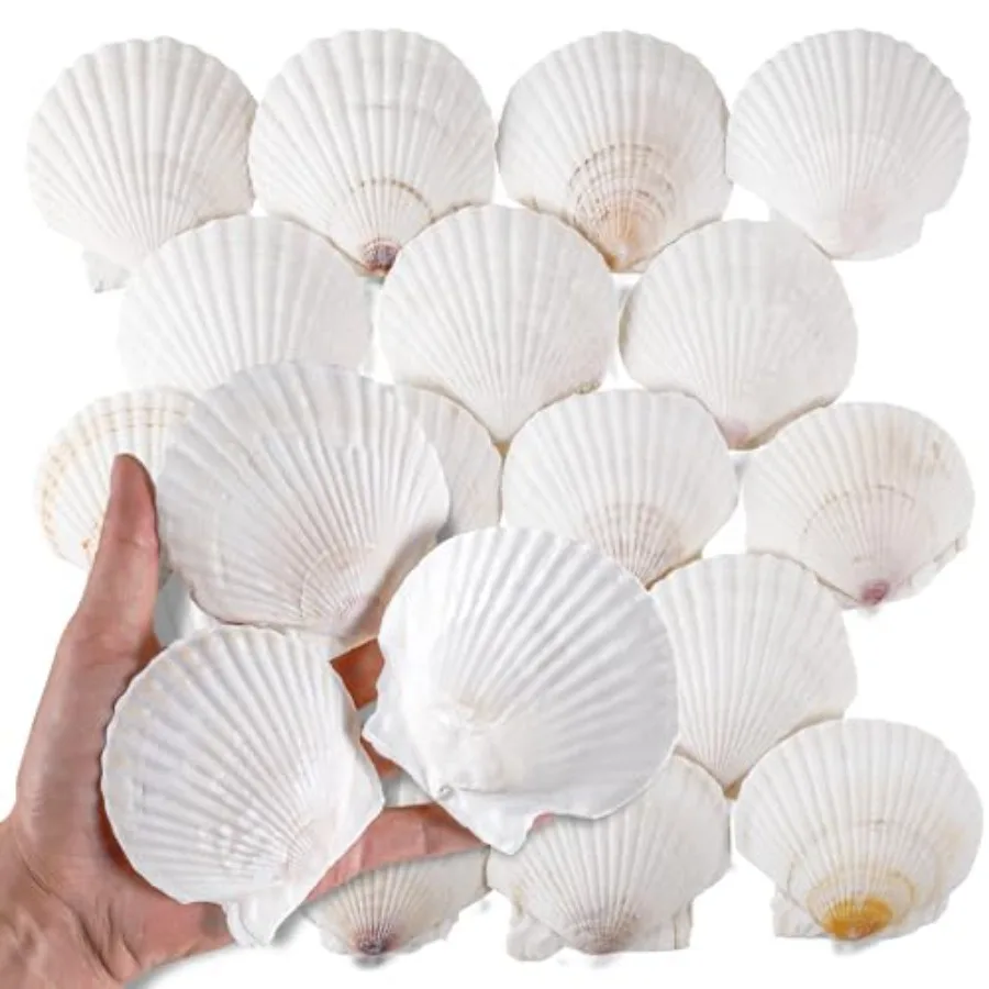 

30 PCS 3 Ih tural White Scallop Shells Sea Shells for Craft Home Décor