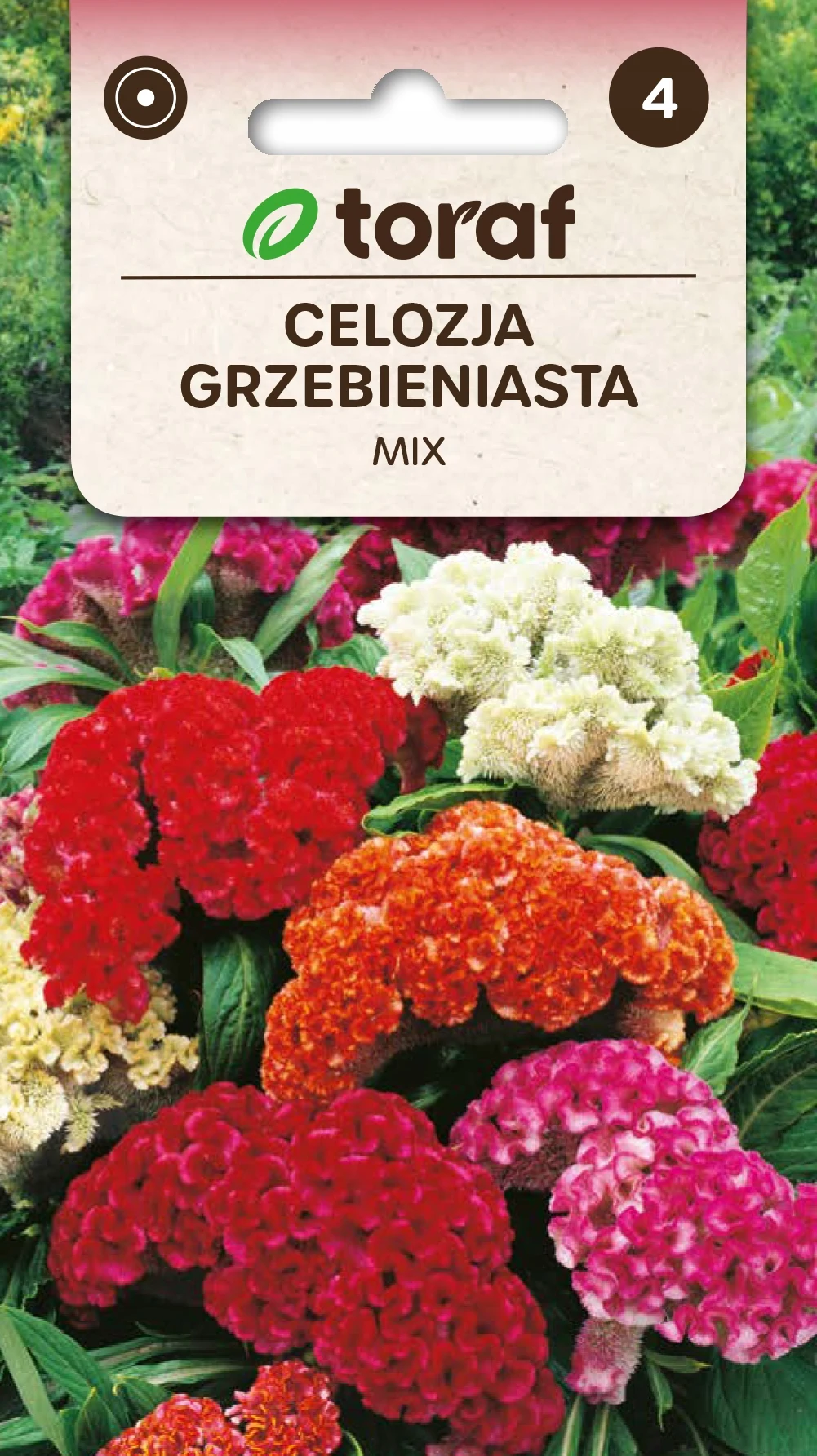 MIX Nassiona Comb Celosia of Flowers-466 Toraf