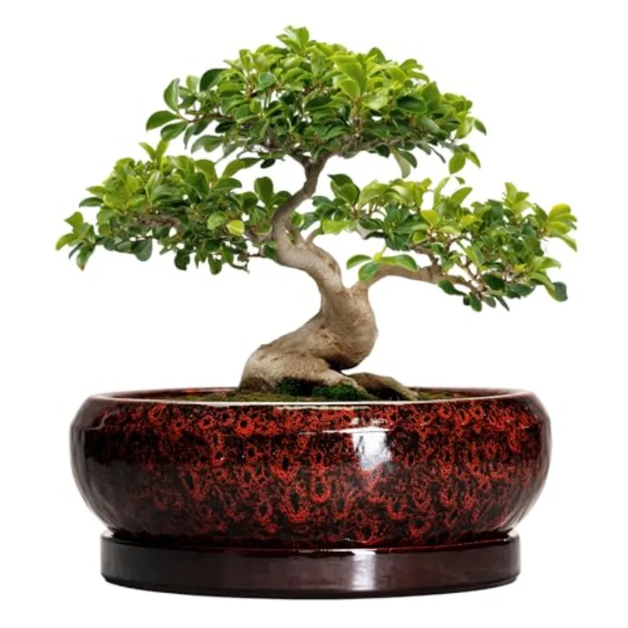 

Bonsai Pots with Drainage Hole - 13 Inch Ceramic Succulent Pots, Large Succulent Planter with Saucer, Shallow Round Planter Bow