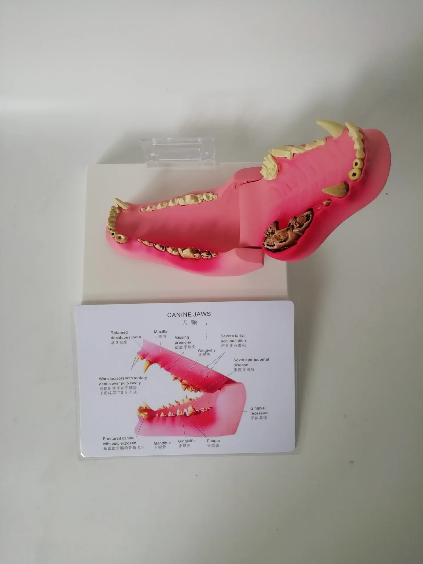 Модель ветеринарной анатомии для собак