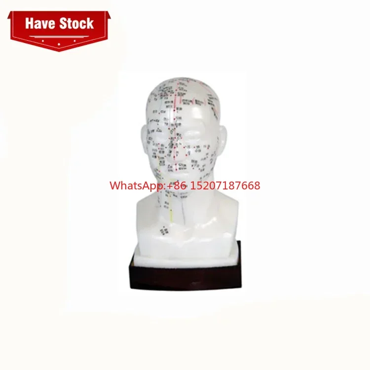 

Eco-friendly PVC Medical Teaching Model 20cm Head Acupuncture Model