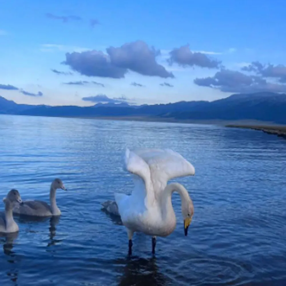 

Бесплатная доставка ! !! Постоянные чипы SS2 для Mimaki JV3 JV33 JV34 JV5 CJV30 TPC100 TS3 TS34 TS5 для чернил с растворителем, чип автоматического сброса