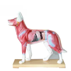 Animal Skeleton Dog Acupuncture Anatomical Acupoint Nursing Massage Model for Veterinary Medical Supplies