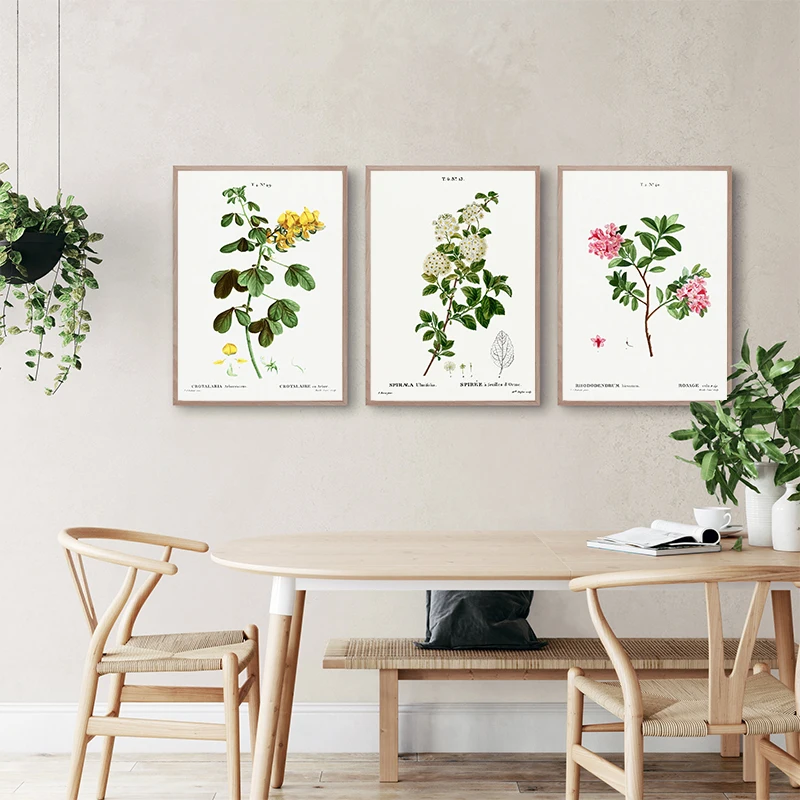Vintage Botanical Studies Canvas Painting French Plant Illustrations Botany Wall Art HD Pictures Ideal for Home Decor Frameless