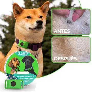 Essential Oils That Repel Fleas: Natural, Safe, and Effective Solutions for Your Pets