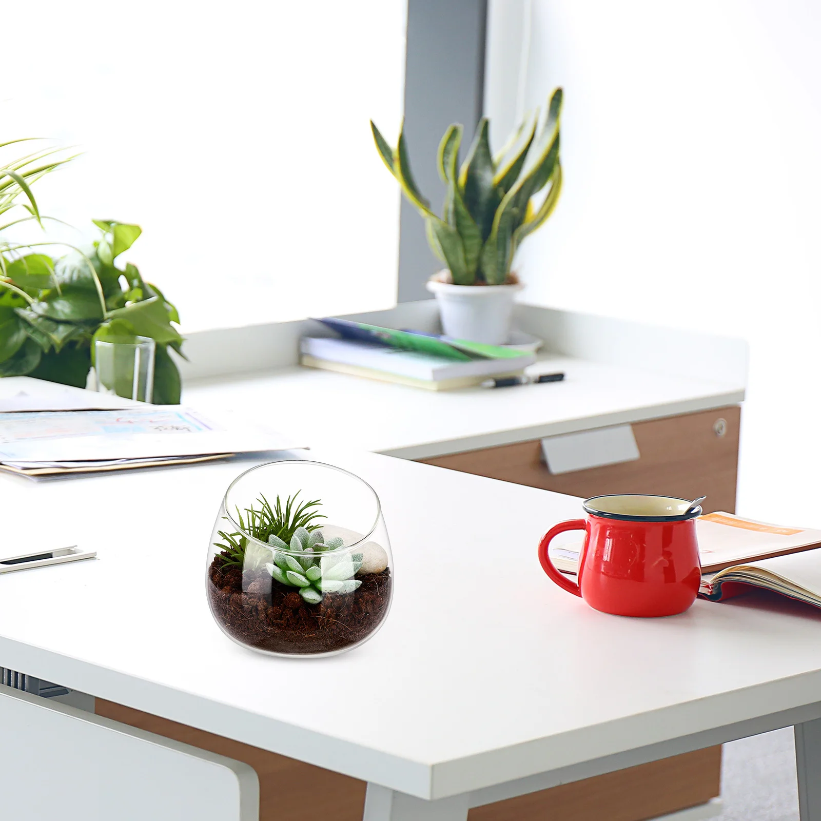 

Clear Glass Bowl Vase Unique Slanted Design Home Centerpieces Indoor Succulent Planting Decorative Small Gardens