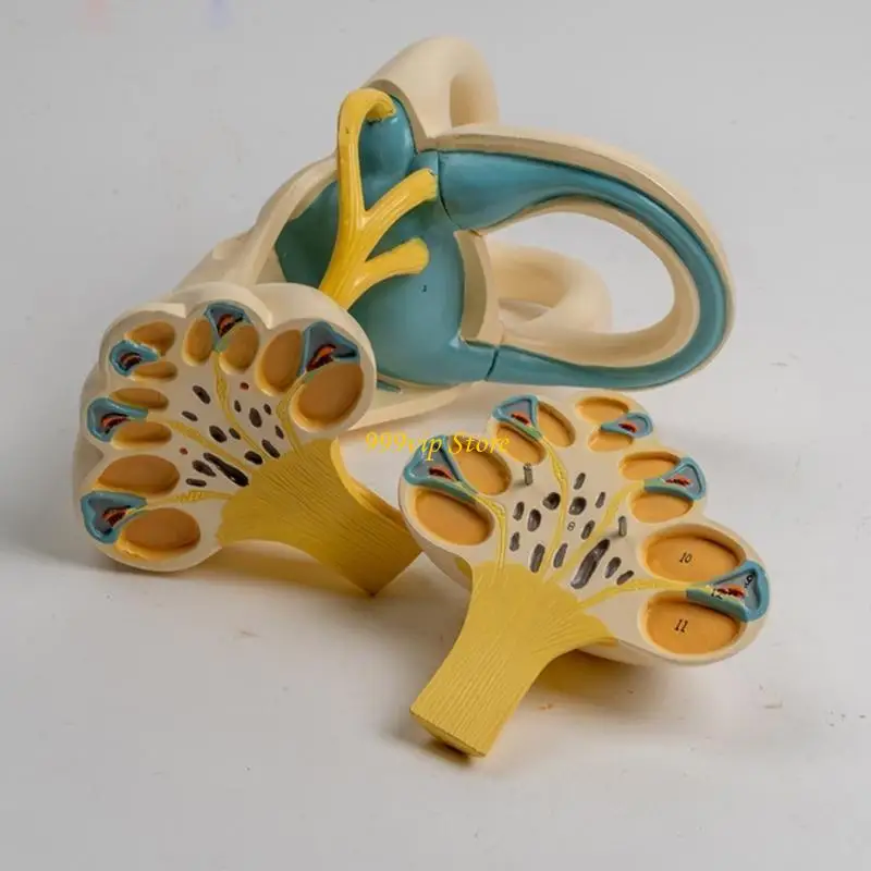 C90C Enlarged Auris Internal Anatomy Model Enlarged Human Inner Ear Anatomy Model