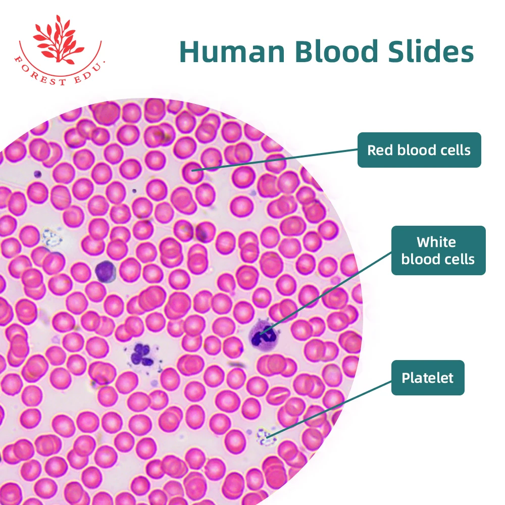 Human Histology Slides Smear Blood Higher Education Human Tissue Slide Suitable Lab Teaching Research