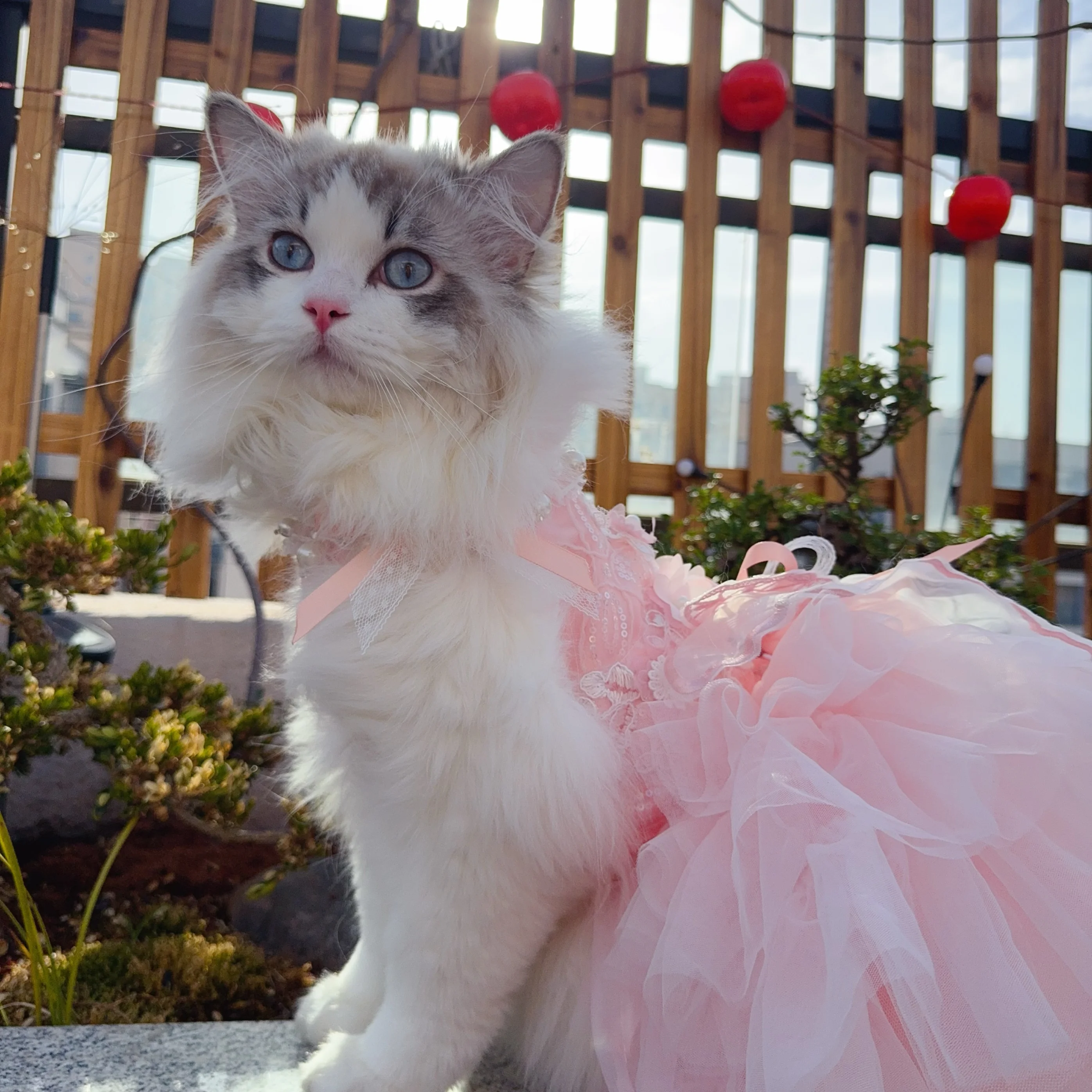 

Luxury Korean Pink Pet Dog Cat Clothes Fine Handmade Butterfly Flower Decor Lace Long Tail Cake Dresses For Small Medium Poodle