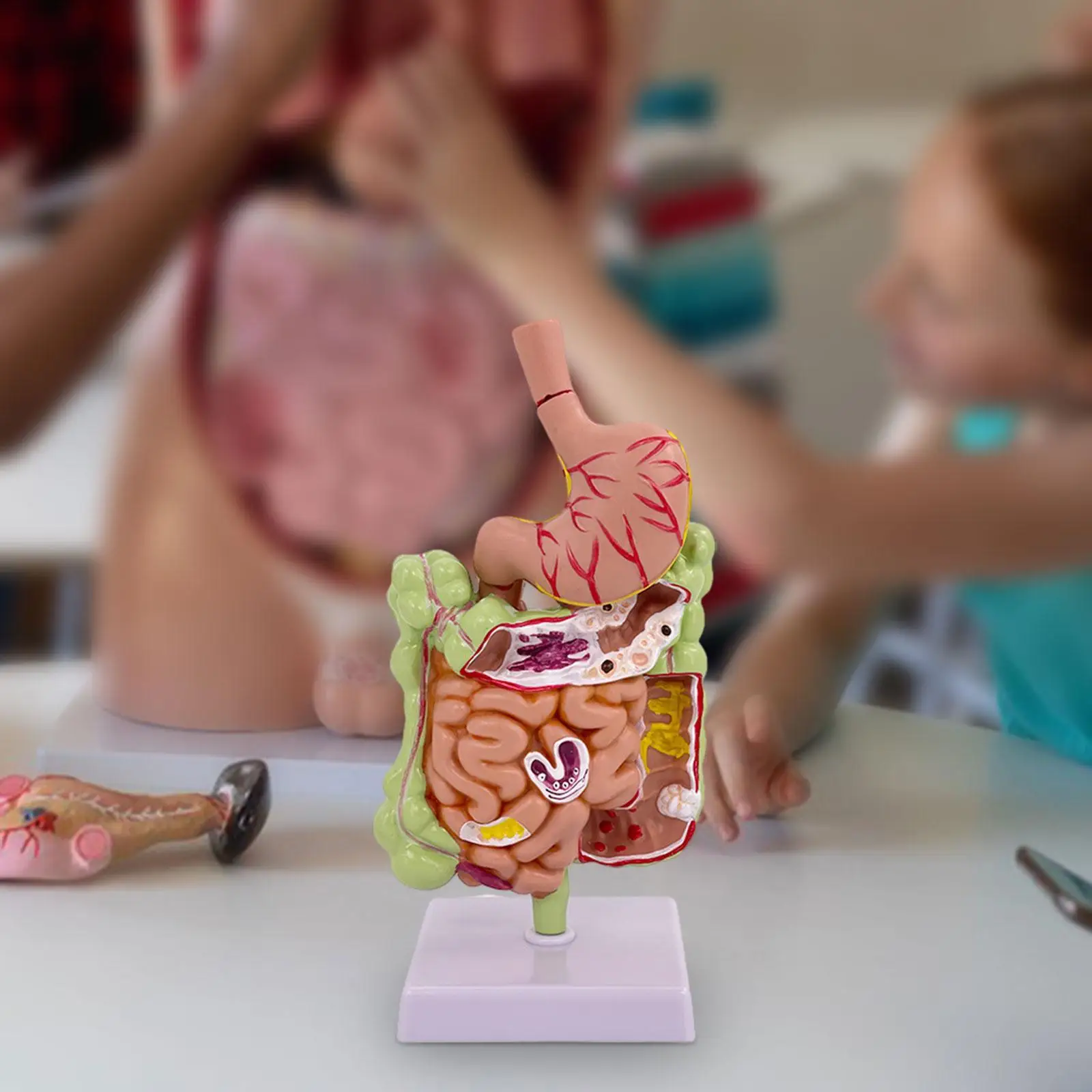 

Human Stomach Anatomy Model Large Small Intestine Model Anatomy for Science Education Desktop Display Classroom Study Display