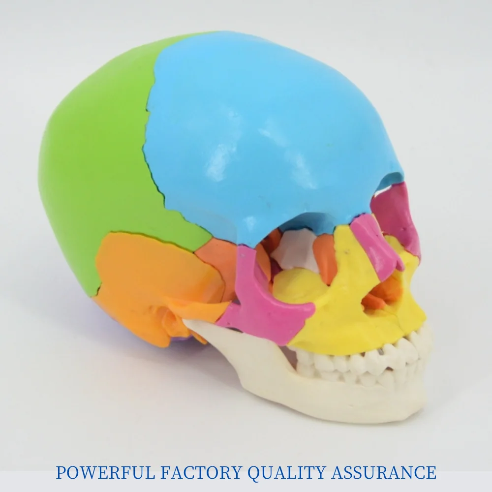 

Colorful Skull Model 22 Parts Medical Science Human Skeleton Anatomical Simulator Teaching Aids for Study