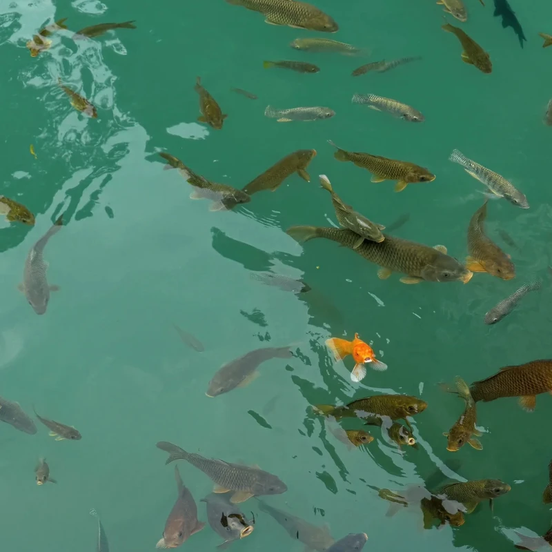 

GEPRC EM4214 660KV 80-100A Мотор 25,2 В — черный бесщеточный двигатель, 12–14 дюймов дальнего действия FPV RC Racing Parts