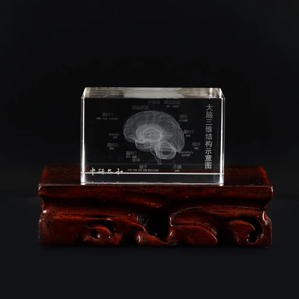 

ZHONGYAN TAIHE 3D Human Brain human meridian Anatomical Model (Laser Etched) in Crystal Glass Cube Science Gift