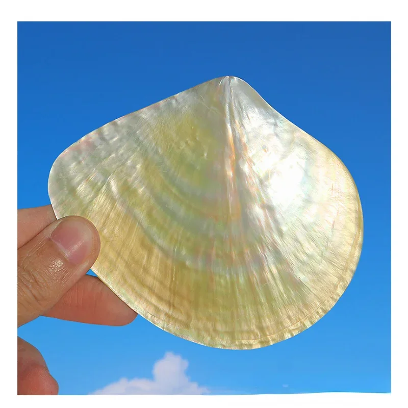 Natural Pearl Oyster Yellow Dish Shell Polished Penguin Shell Conch Shell Crafts Plate Handmade Jewelry DIY Raw Materials