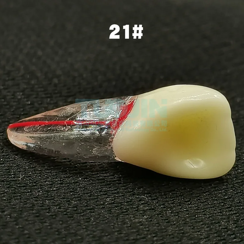 Dental Endodontic Root Canal RCT Practice Endo Teeth Tooth Model  for Dentistry Study Teaching