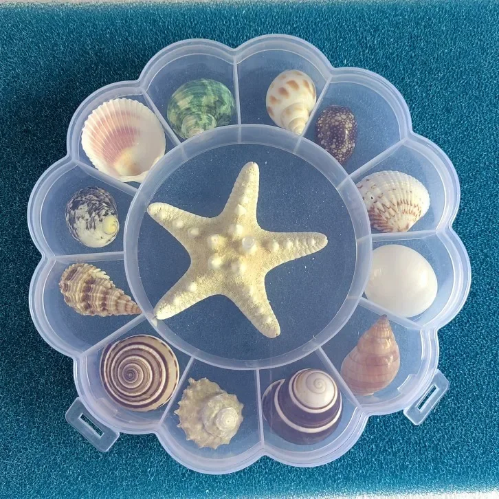 Shells Conches Natural Specimens Snails Starfish Gift Boxes Popular Science on Marine Life