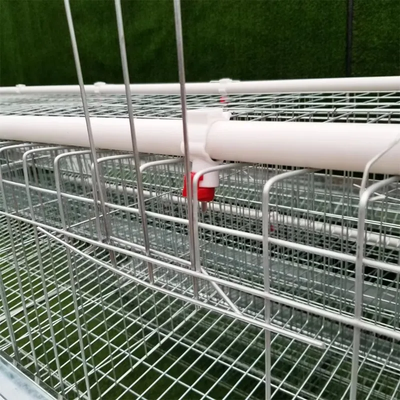 Automatic Type A Poultry Farm 5000 Birds Hen Laying Layer Battery Chicken Animal Cage