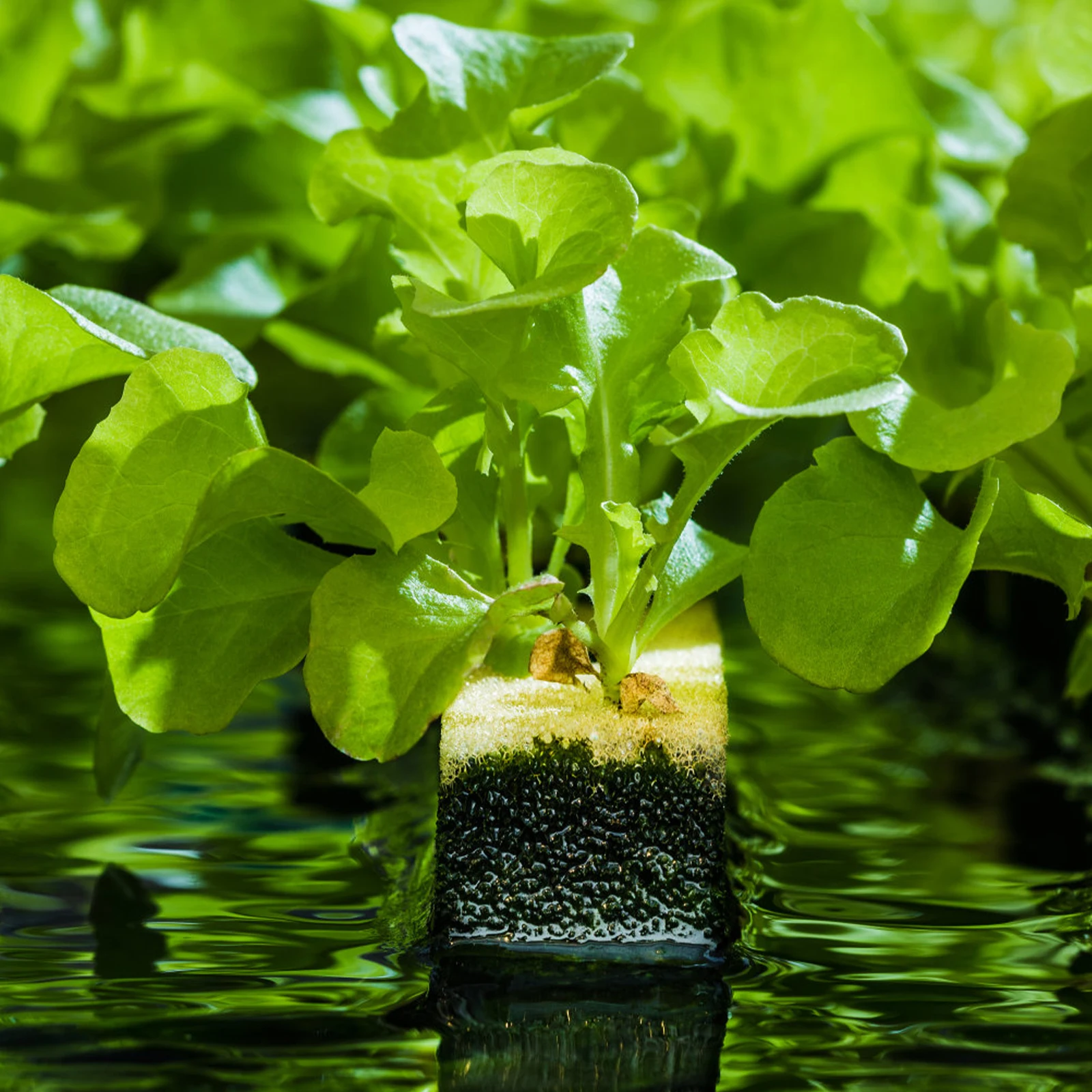 

4 Pcs Hydroponic Planting Sponges Soilless Gardening Sponge Vegetable Tool Strong Durable Safe Anti Corrosion Long Life