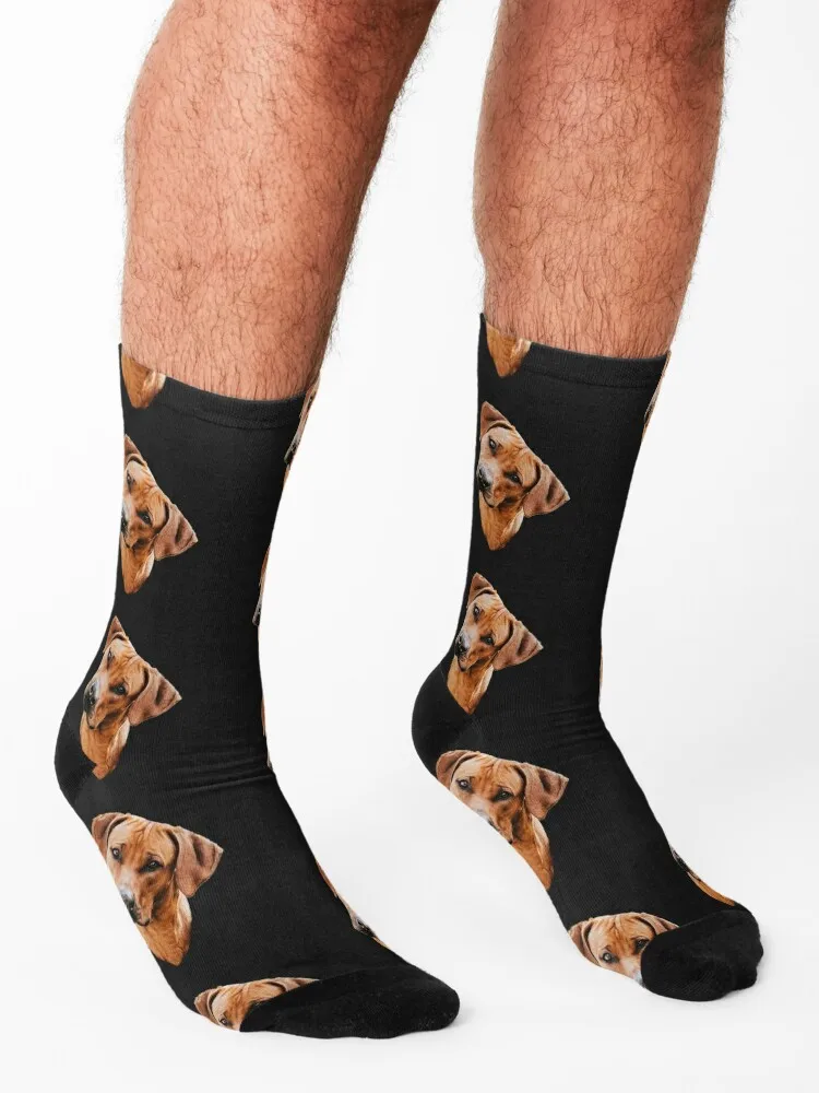 Rhodesian Ridgeback African Lion Dog Socks