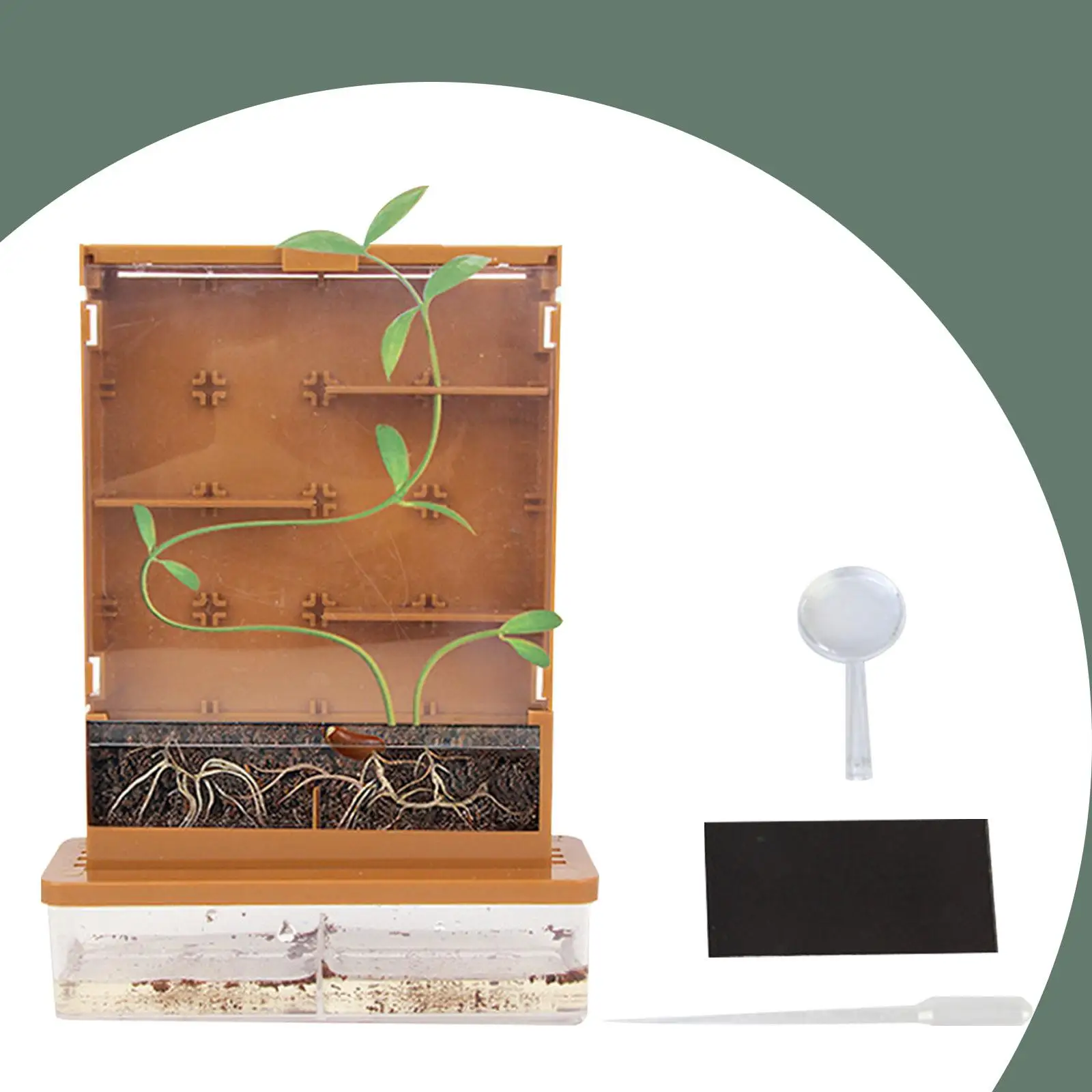 Science Toy Plant Maze Experiments Planting Growing Observe