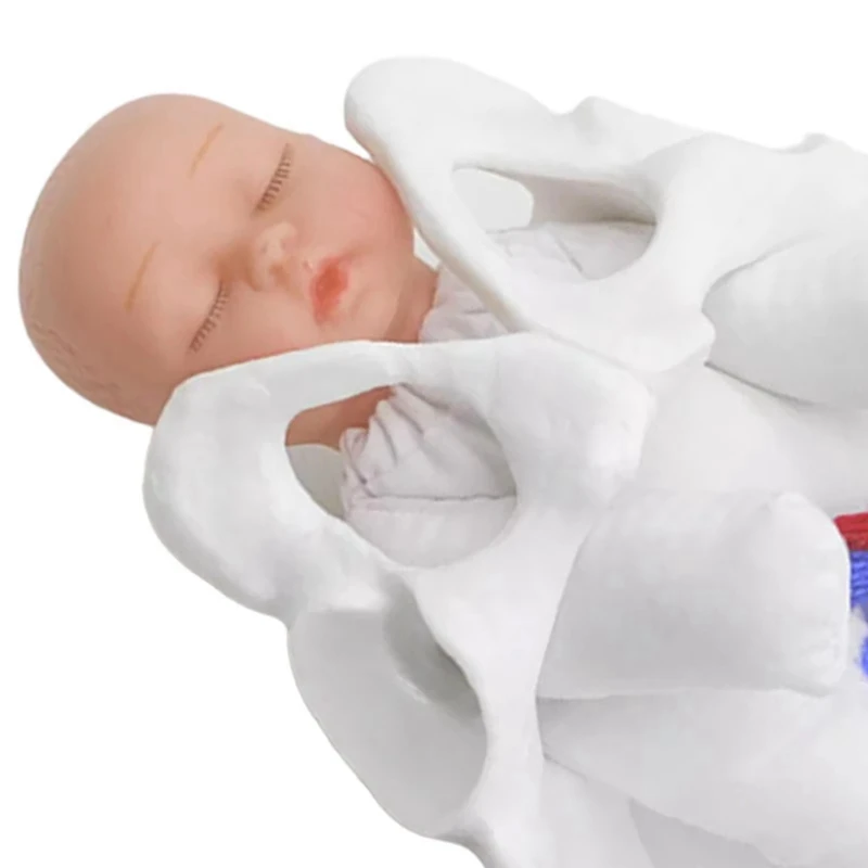 New Female Pelvis Model Childbirth Model For Science Education Teaching Study Fetus Umbilical Cord Placenta Model