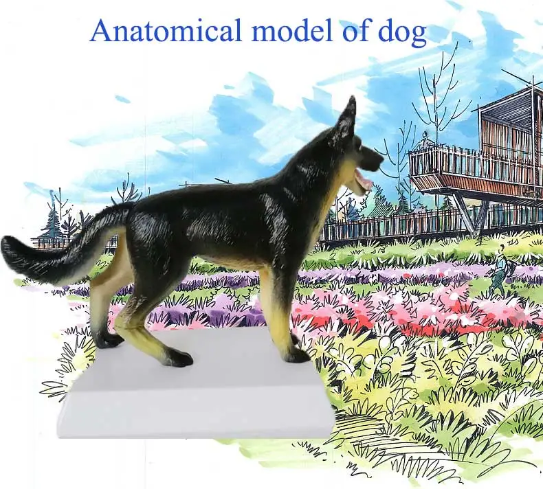 Dog Anatomical Model Internal Organ Detachable Heart Liver Stomach Lung Kidney Can Take Out Whole Body Dog Figure