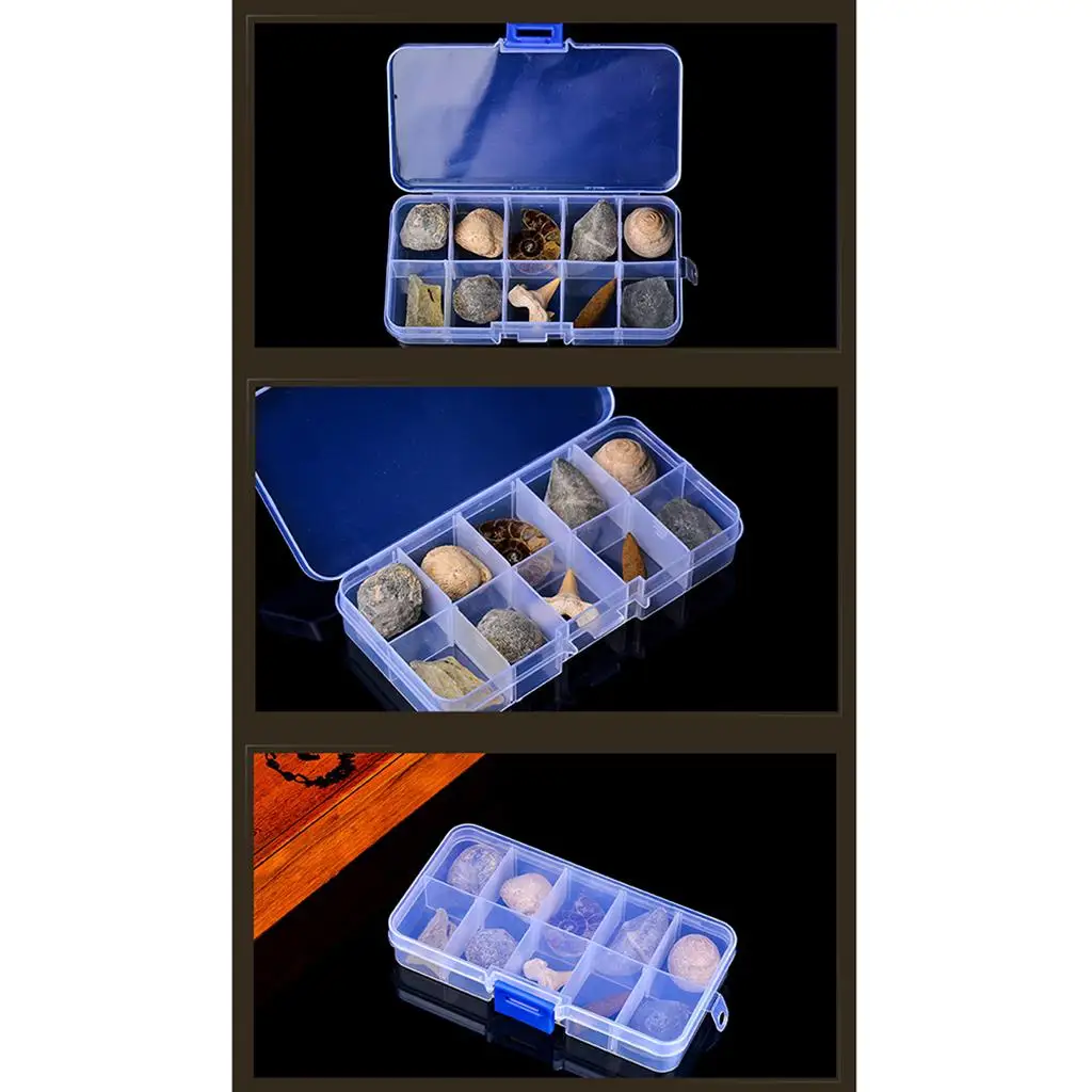 多色化石コレクションキット 教育用生物学科学標本 樹脂製学習玩具 教室や研究用