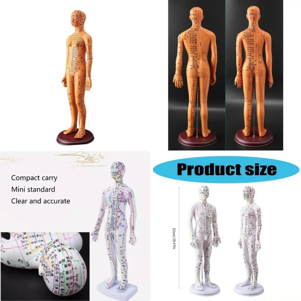 

Профессиональная модель акупунктуры 20,47 дюйма, модель акупунктуры человека с точками акупунктуры, меридианами для практики