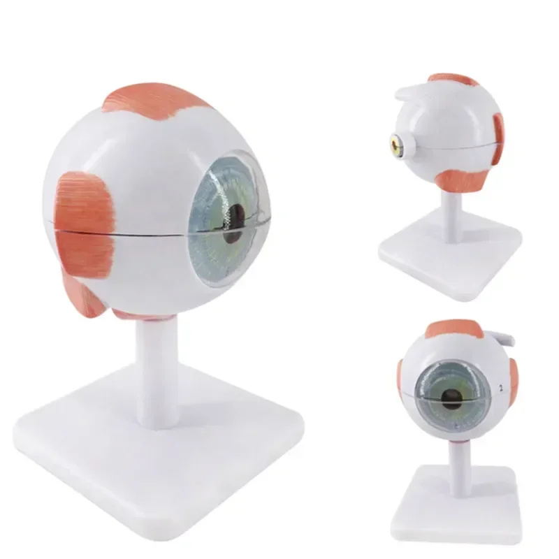 Eyeball Model Anatomical Eye Model Medical Learning And Teaching Instrument Medical Science Teaching Resources Eyelid 6 Time