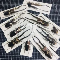 Cyclommatus Metallifer Finae Real Insect Specimen A1 60-85mm Beetle Collection DIY Punk Insect Material Home Decor Sculpture