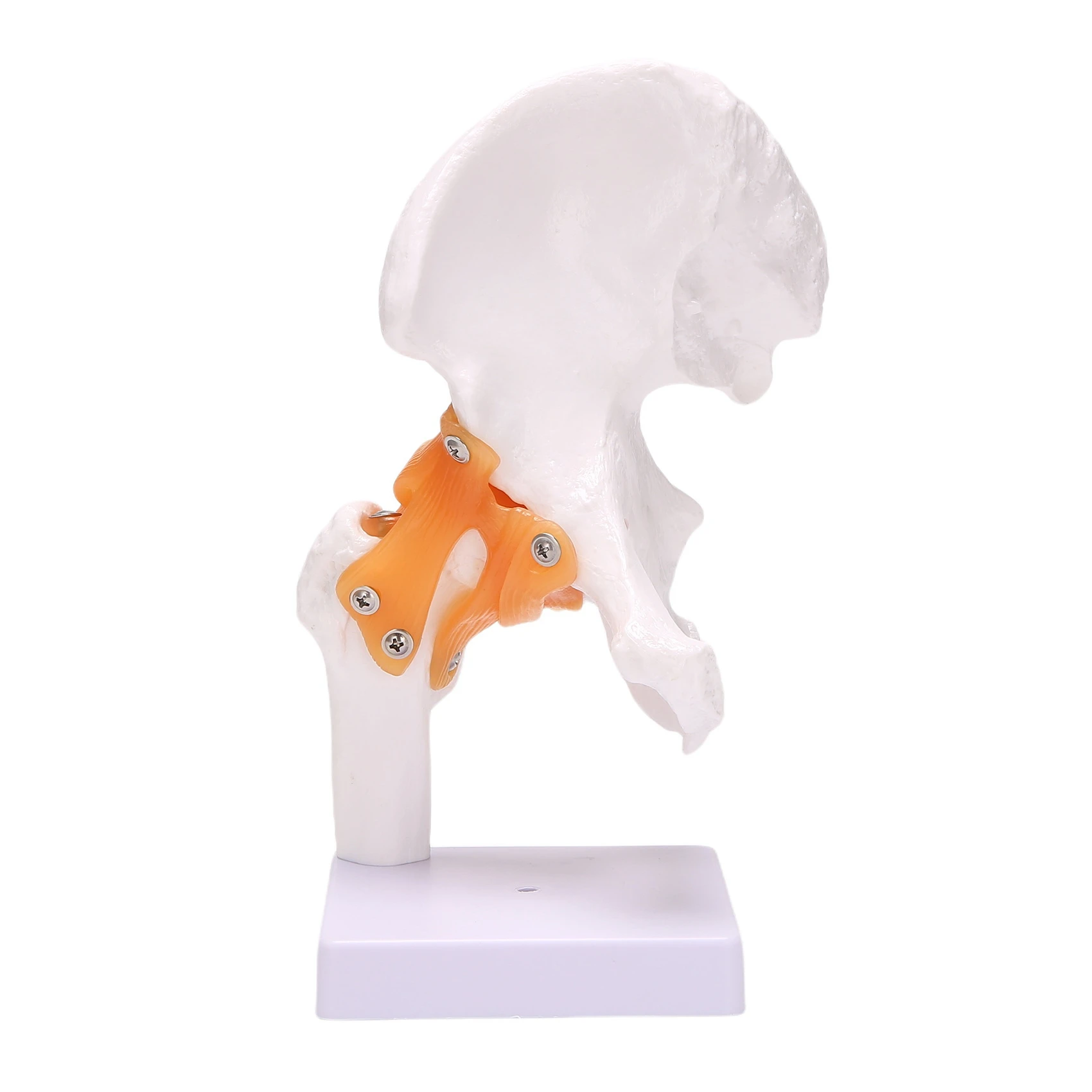 Life Size Hip Bone Model - Hip Joint Model with Flexible Ligaments and Bony Landmarks Human Hip Joint Hip Joint Model