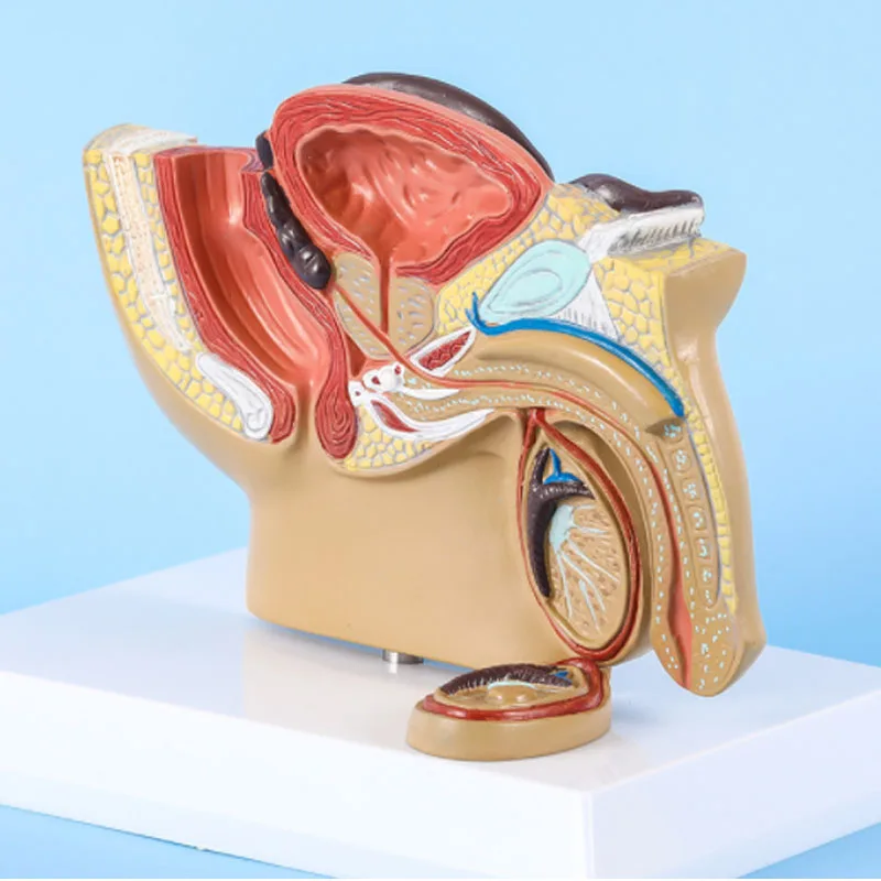 DARHMMY 1:2 Life-sized  Male Pelvic Sagittal Section Testis Prostate Bladder Rectum Urinary System Model