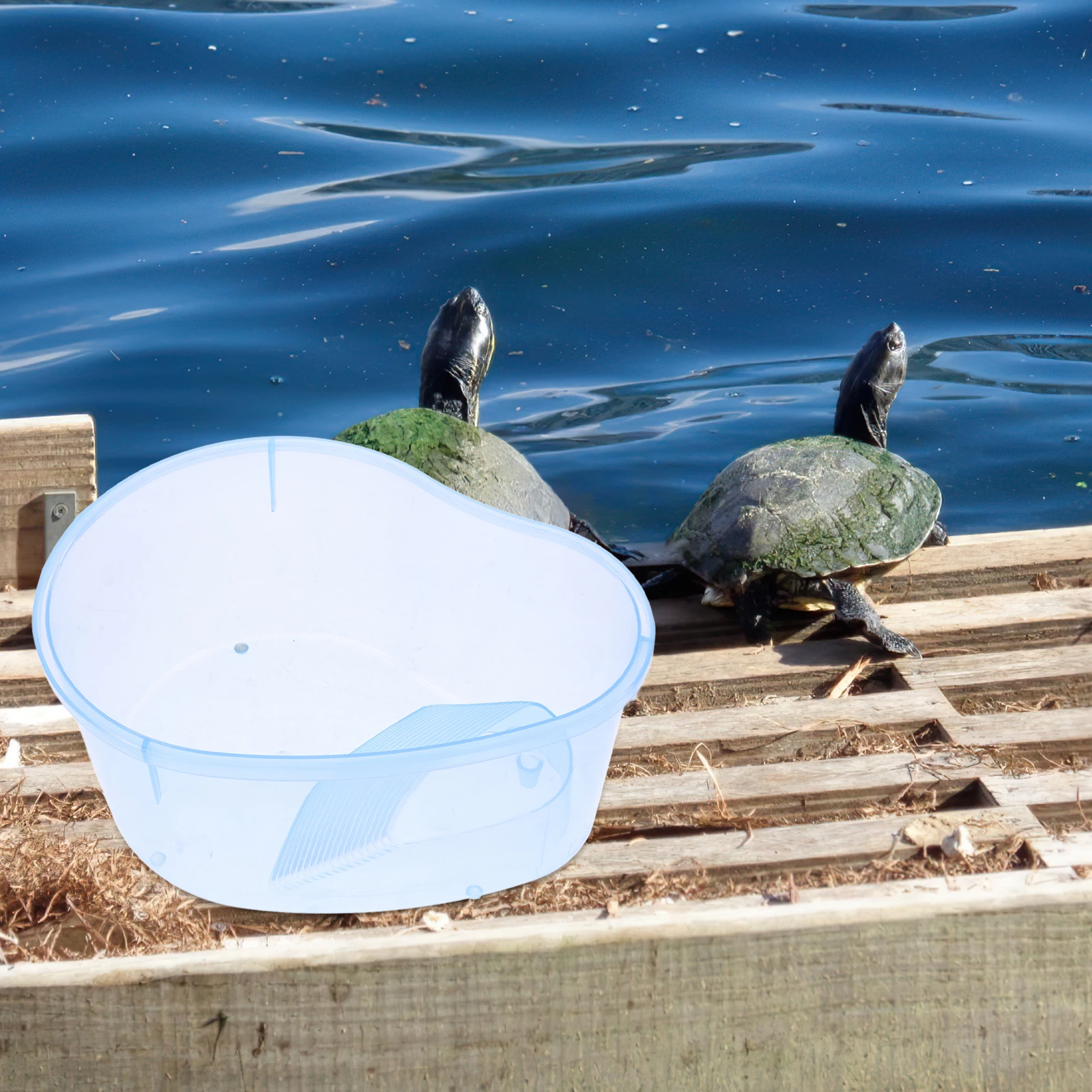 

Turtle Tank Breeding Box Open Feeding Slope Translucent Design -Resistant Spacious Water Environment Small Size Sky