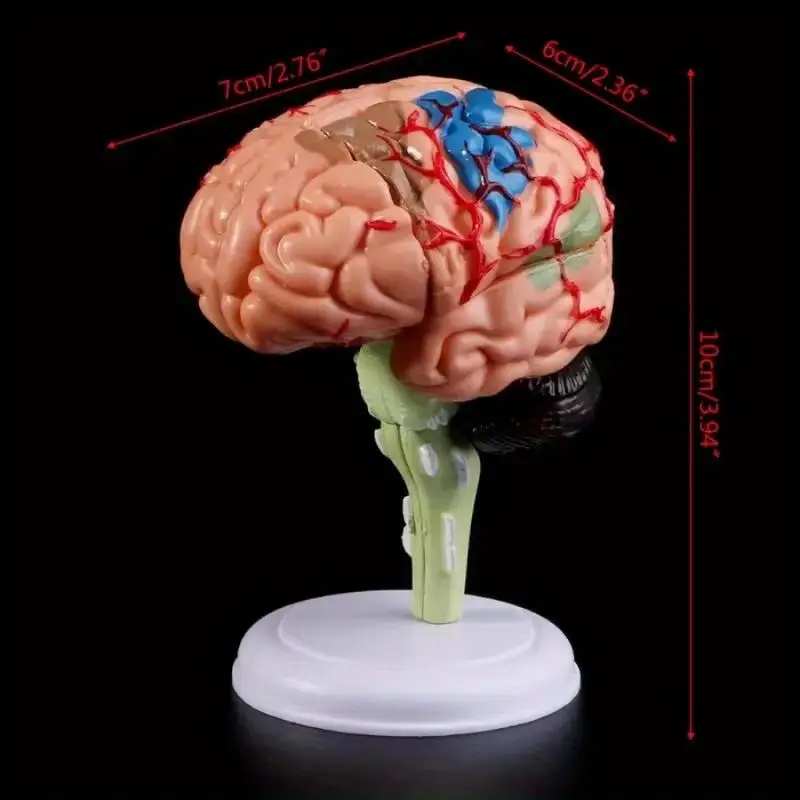 1Pc 4D Disassembled Anatomical Human Brain Model for Medical Teaching and School Use