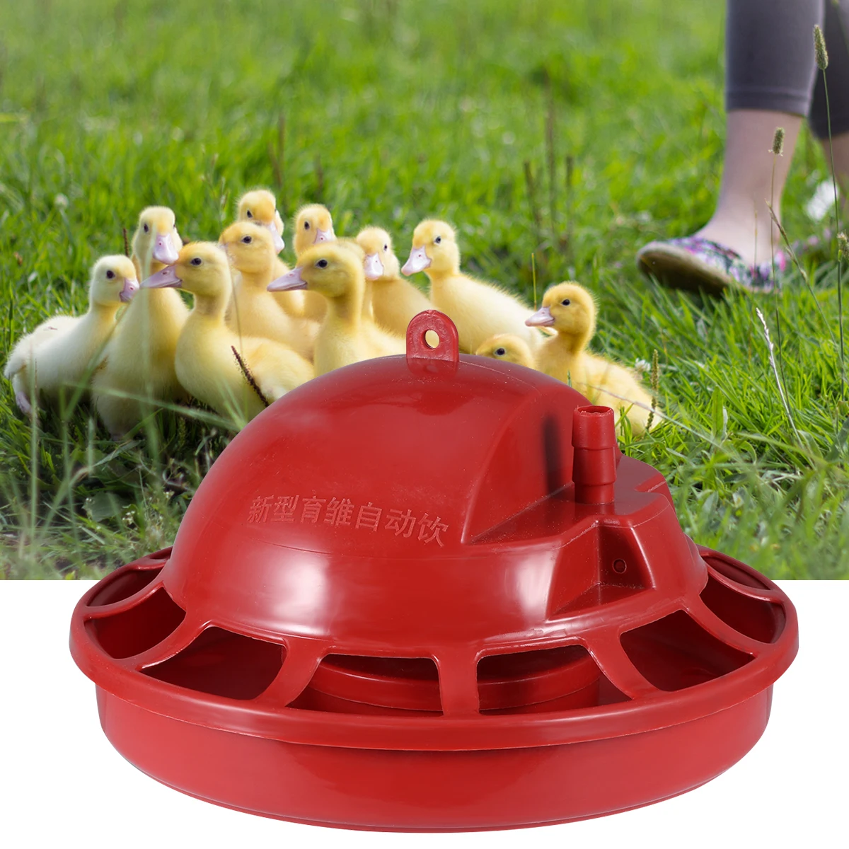 

2Pcs Chicken Water Drinker Automatic Refill Bowl for Birds Quail Pigeons Heavy Duty Poultry Drinking Cups Farm Home Use Red