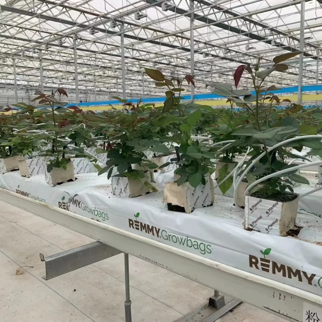 

Customized greenhouseCommercial Use Intelligent Hydroponic Greenhouse for Agricultural Vegetable Flowers Fruits