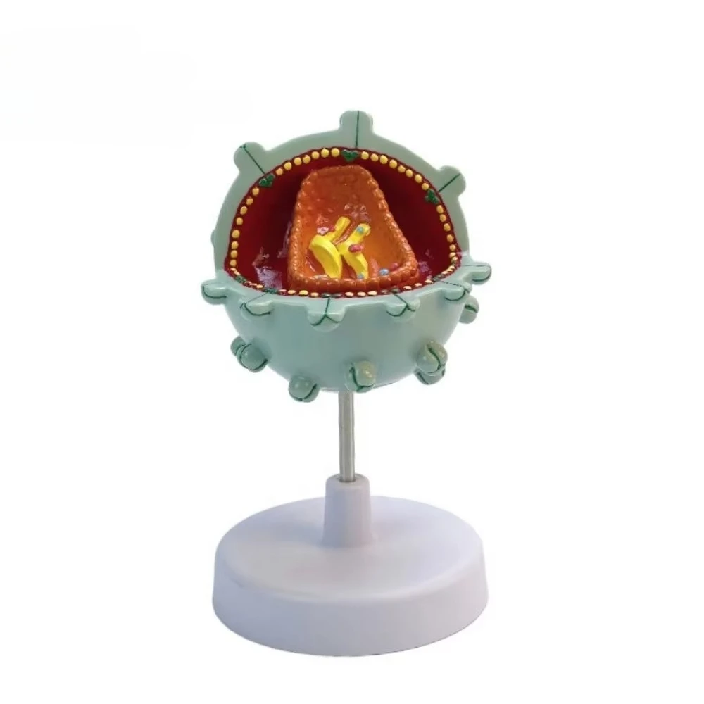 

Human Virus Cell Medicine Teaching Model Infectious Disease Model