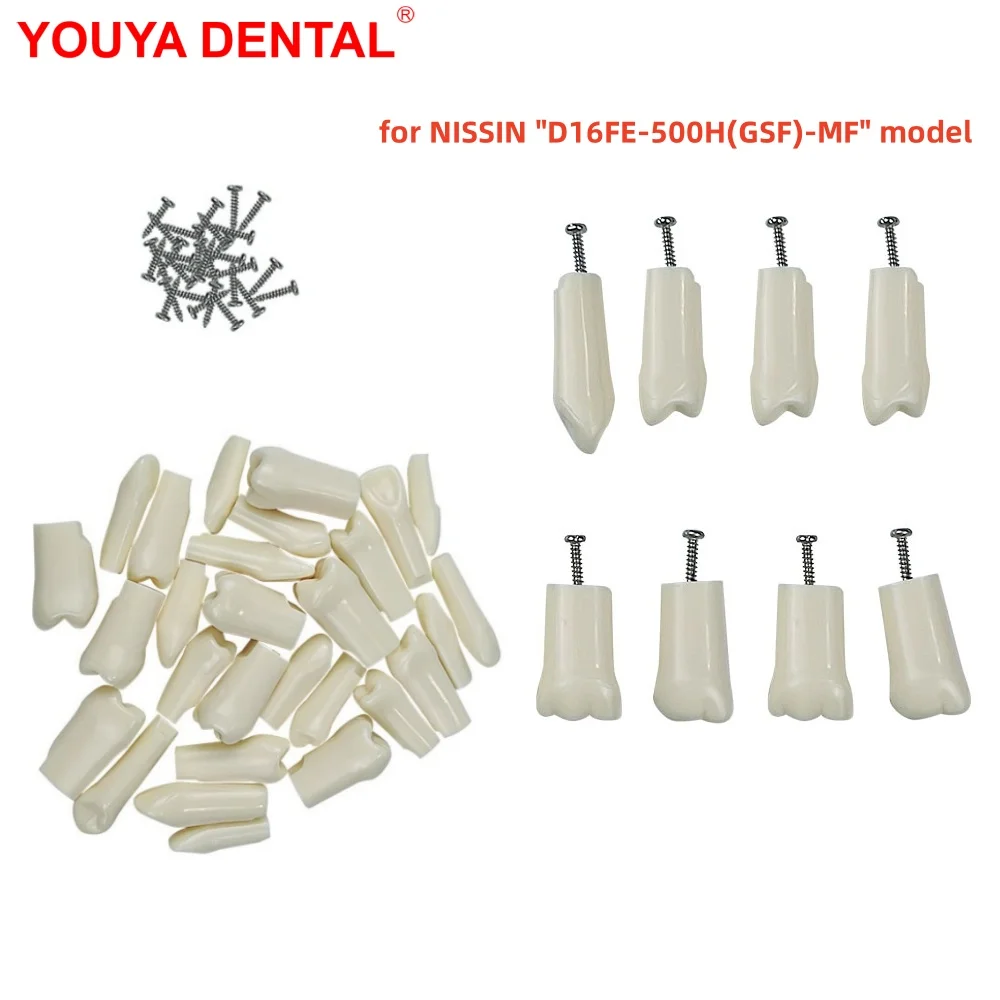 5pcs Dentistry Replacement Teeth Compatible With NISSIN D16FE-500H(GSF)-MF Dental Model For Training Practice Teaching Studying