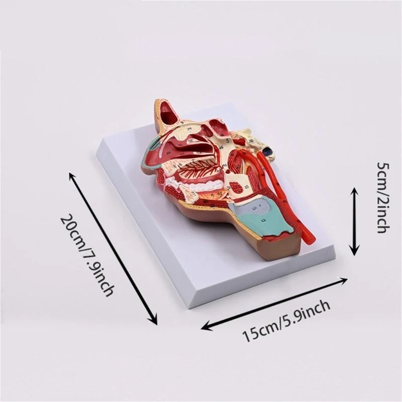 รูปแบบทางกายวิภาคของโพรงจมูกมนุษย์แบบจำลองโพรงมนุษย์สำหรับโรงพยาบาลโรงเรียน