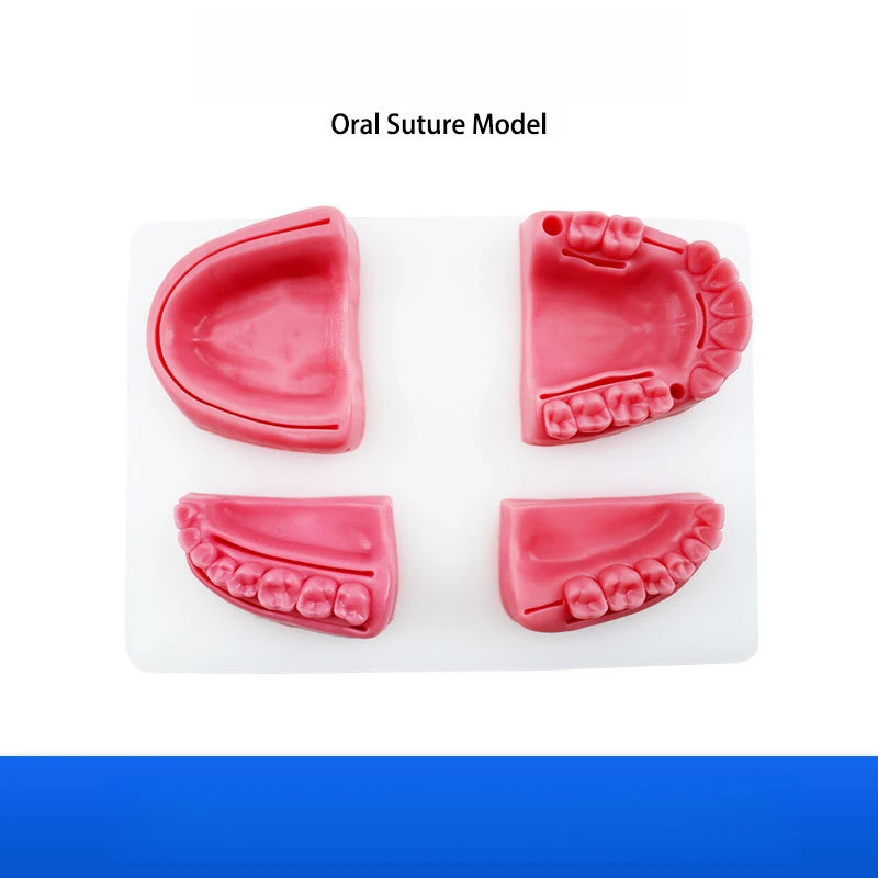 Dental Medical Student Suture Training Oral Peripheral Teeth Gum Super Simulation Silicone