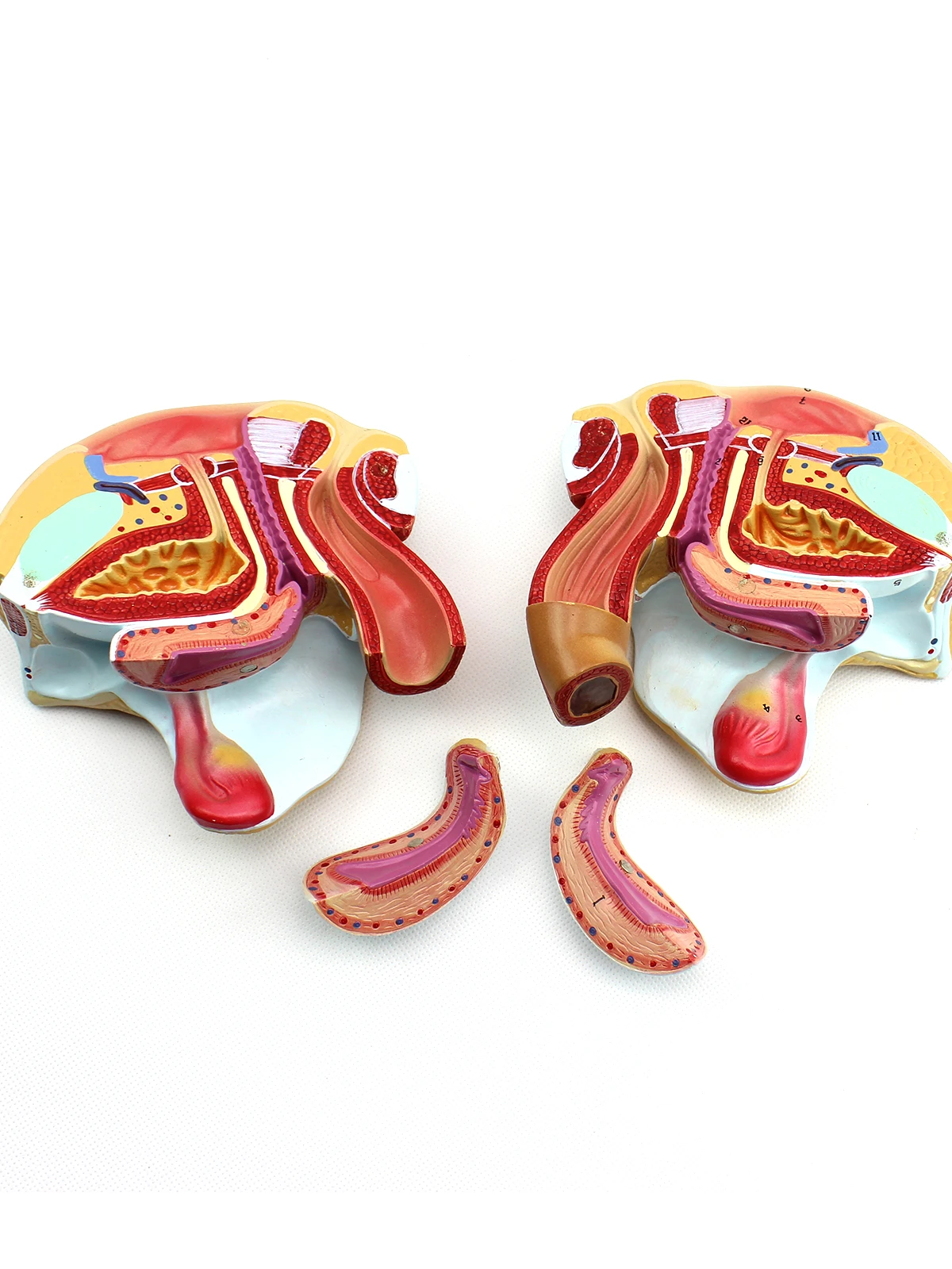 Anatomical Model of Human Female Reproductive System for Medical Students
