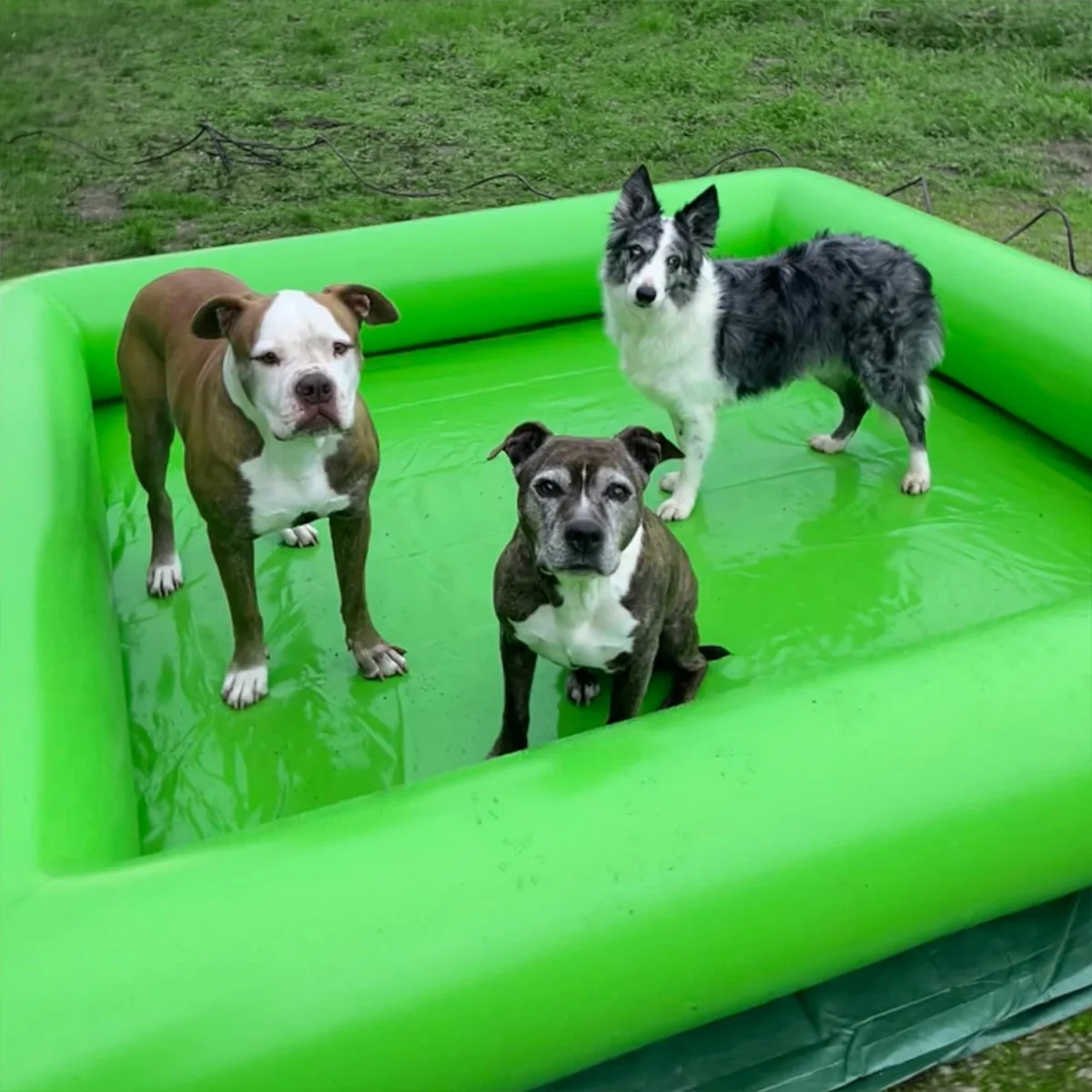 Large PVC Inflatable Dog Pool Summer Outdoor Portable Pets Float Inflatable Swimming Pool
