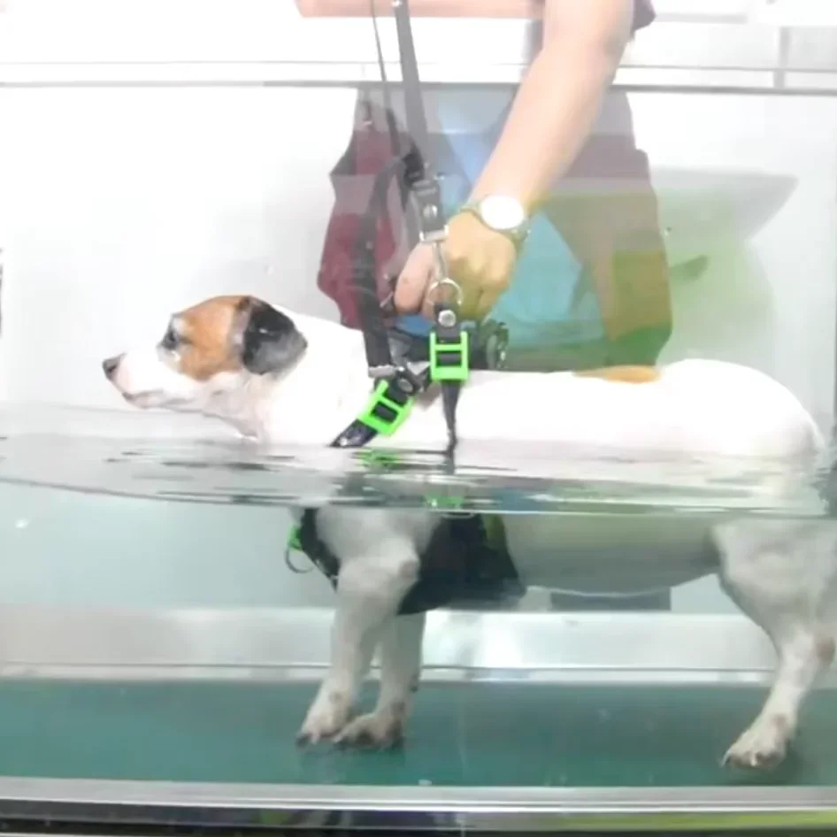 Dogs Hydrotherapy Pet Training Rehabilitation Underwater Treadmill High Quality Dog Training Equipment Water Treadmill