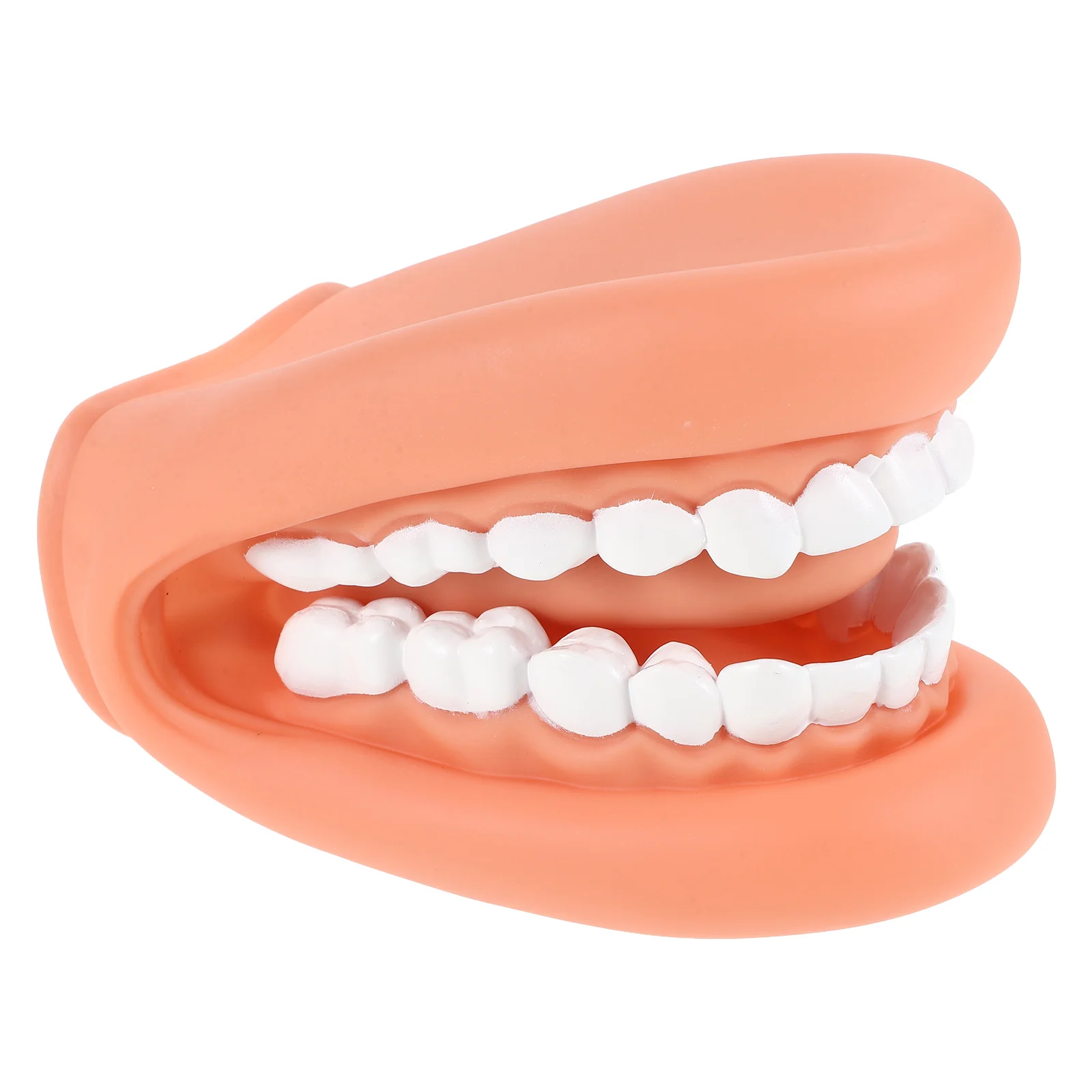 

Human Teeth Model Dental Standard Teeth Model Tooth Model For Teaching Dental Teeth Model Teeth Teaching Model