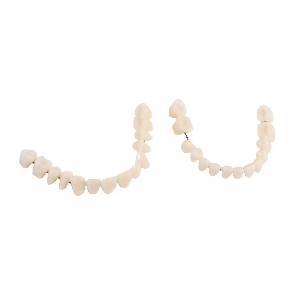 28 Pcs Resin Denture False Teeth Make Your Own Firm Dental Teeth Teaching Model Easy To Use Top and Bottom Fake Teeth