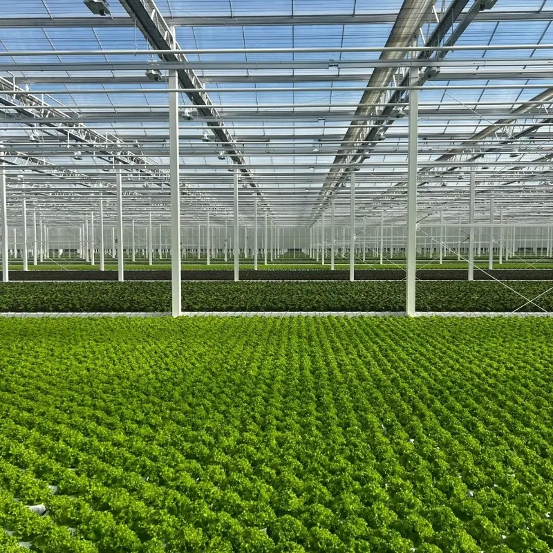 Serra agricola commerciale Grande casa verde in policarbonato con copertura in foglio PC Piccolo capannone in plastica