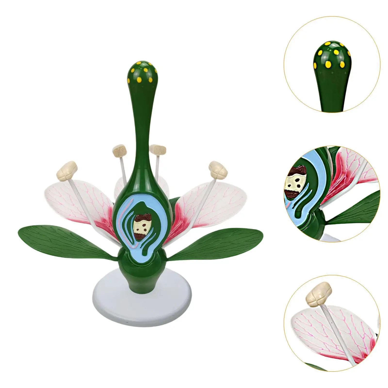 Dicot Flower Model Classroom Supplies Practical Desktop Decor Learning Toys